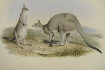 John Gould Macropods